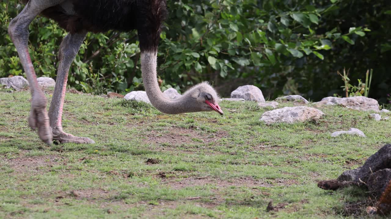 Primo piano di uno struzzo sudafricano che becca il cibo da un campo d'erba