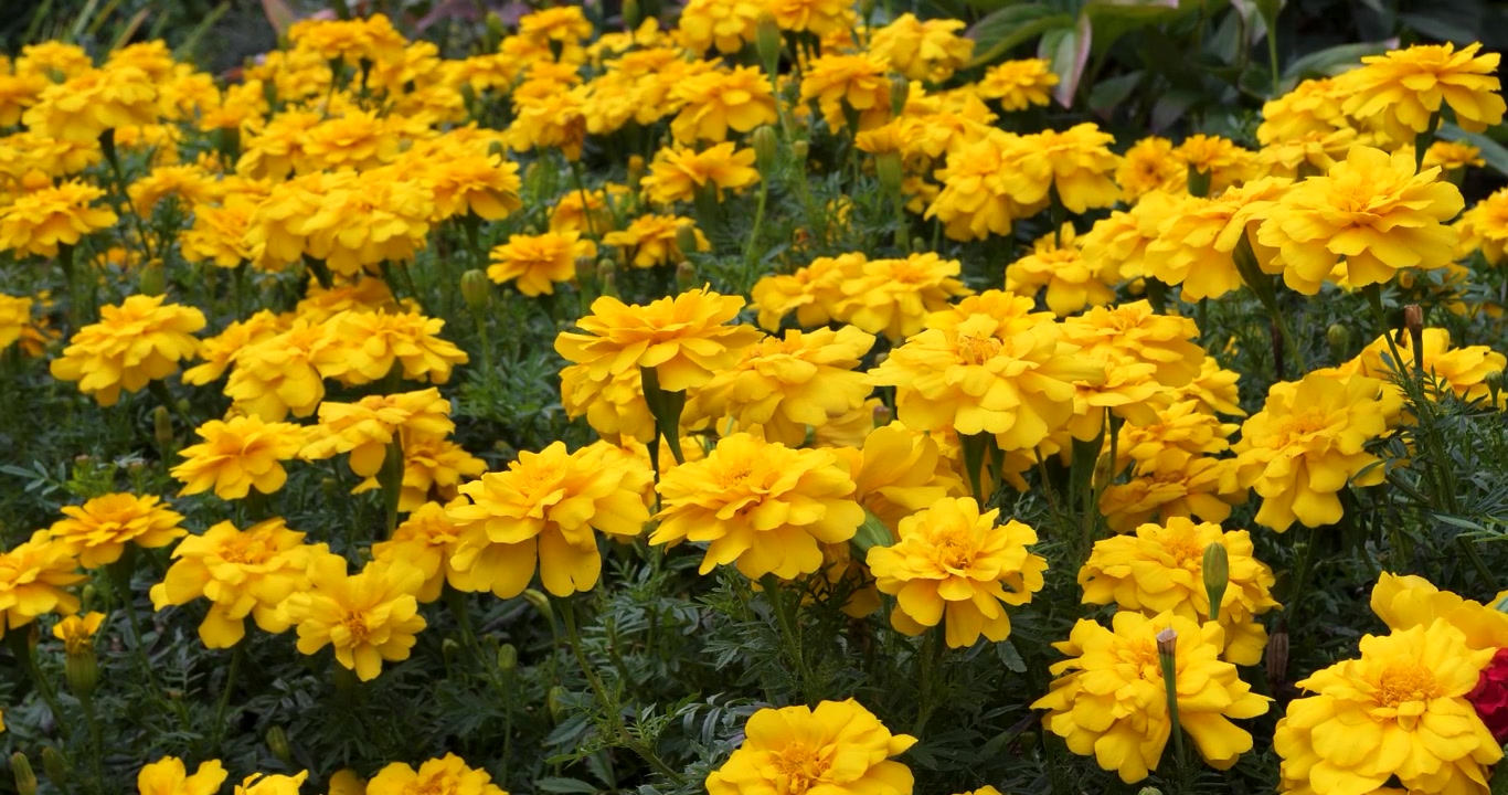 Tagete messicano (Tagetes lemmonii, Tagete azteco) nei Giardini Butchart di Victoria, Columbia Britannica, Canada