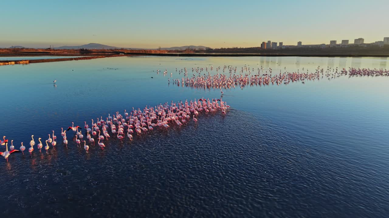 Flamingos gather in water near city under clear sky at sunset