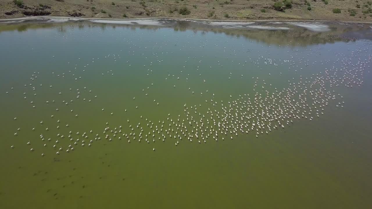 aerial 4k drone video of pink flamingos flying over lake magadi revealing landscape of hills as wader birds fly through scene