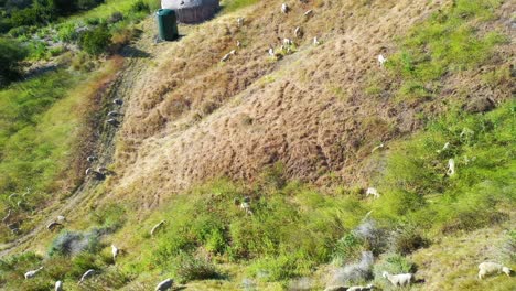 Beautiful-Aerial-Of-Sheep-Grazing-On-A-Hillside-Along-The-Central-Coast-Of-California-Near-Gaviota-1