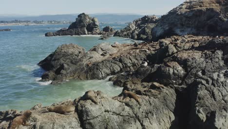 seguimiento lento de imágenes aéreas de drones de focas tumbadas bajo el sol sobre rocas oceánicas, en el océano pacífico, con olas rompiendo cerca