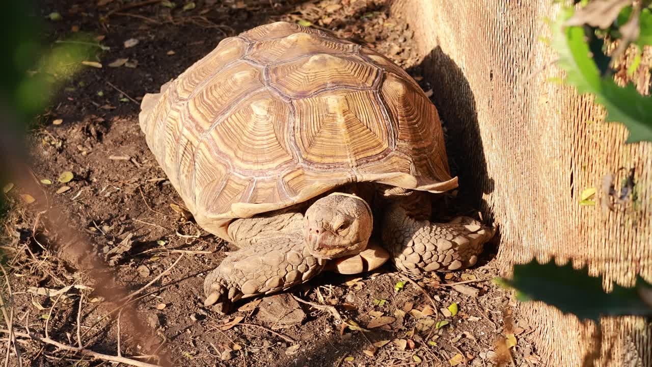 Large Tortoise in a Natural Setting