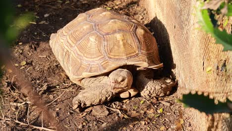 large tortoise in a natural setting