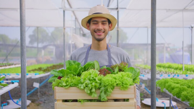 agricultor sorridente segurando uma caixa de madeira de verduras hidropônicas frescas