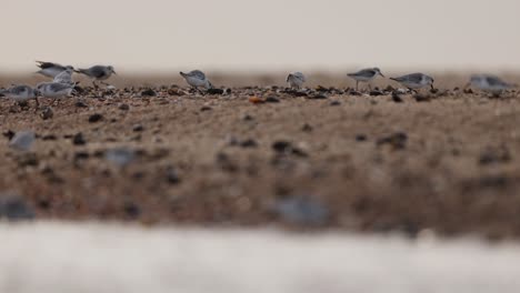aves costeras en la playa