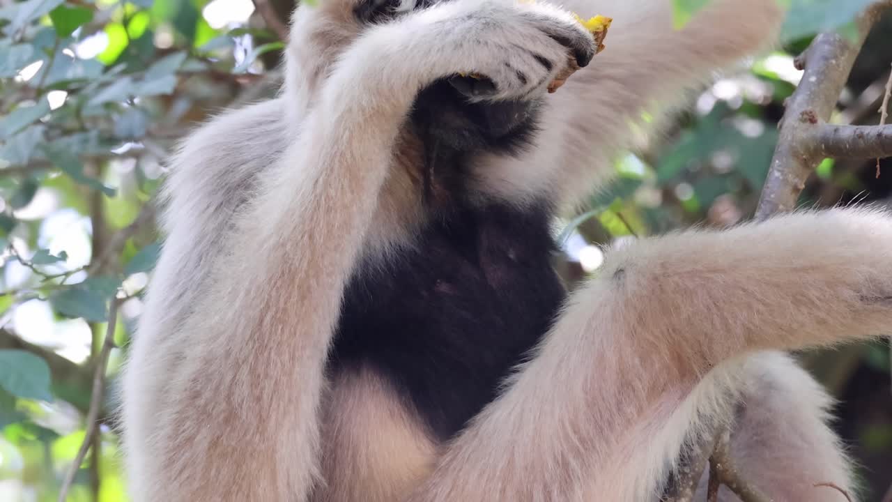 A gibbon enjoys a piece of fruit while perched in a leafy tree.