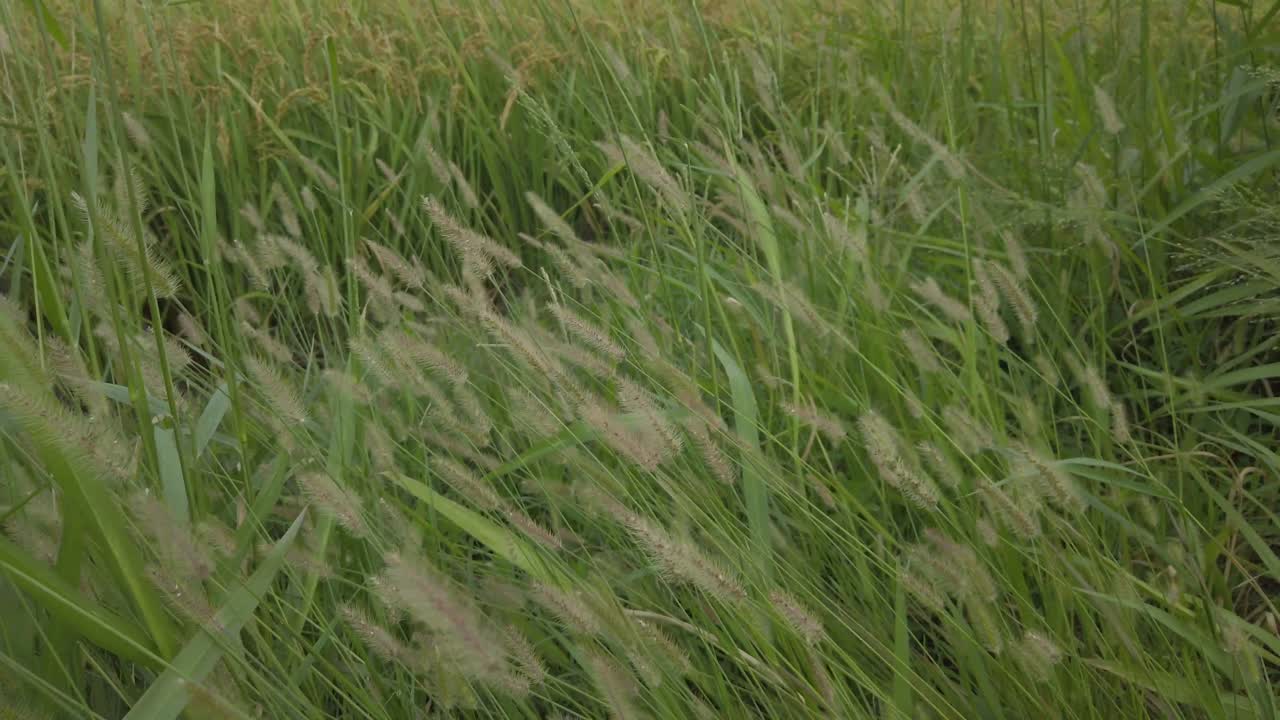 Setaria viridis blew by the wind in front of the rice field