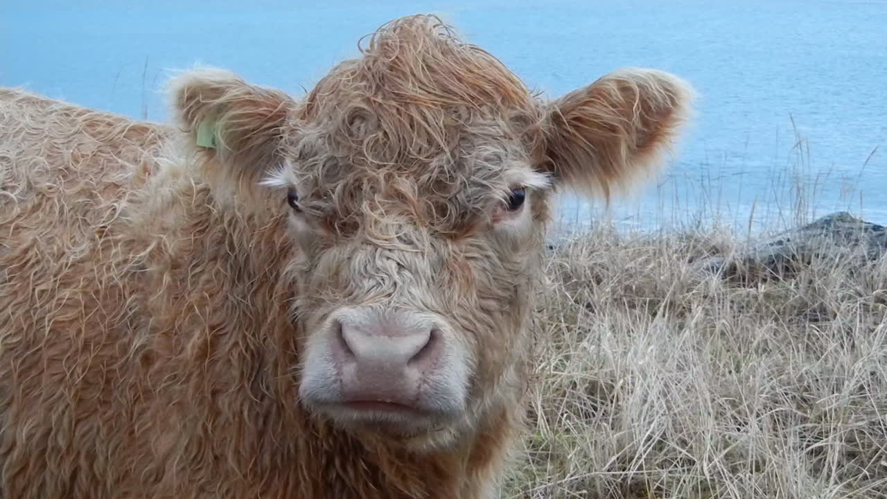 A closeup shot of a cow that was walking along a sandy beach near the ocean on Kodiak Island Alaska