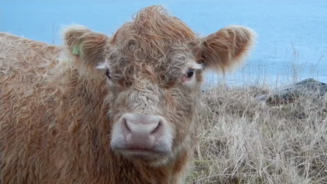 a closeup shot of a cow that was walking along a sandy beach near the ocean on kodiak island alaska