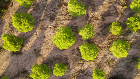 aerial flyover sandy area with growing woodland and green pine trees during sunny day - el rompido landscape in andalusia,spain