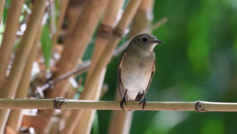 Taiga-Fliegenschnäpper,-Ficedula-Albicilla