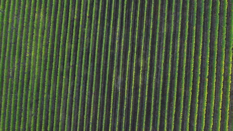 hileras de viñedos vista aérea del campo de cultivo agrícola en langhe, piamonte
