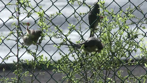 mouse birds cling to a fence while pecking at a thorny bush in south africa