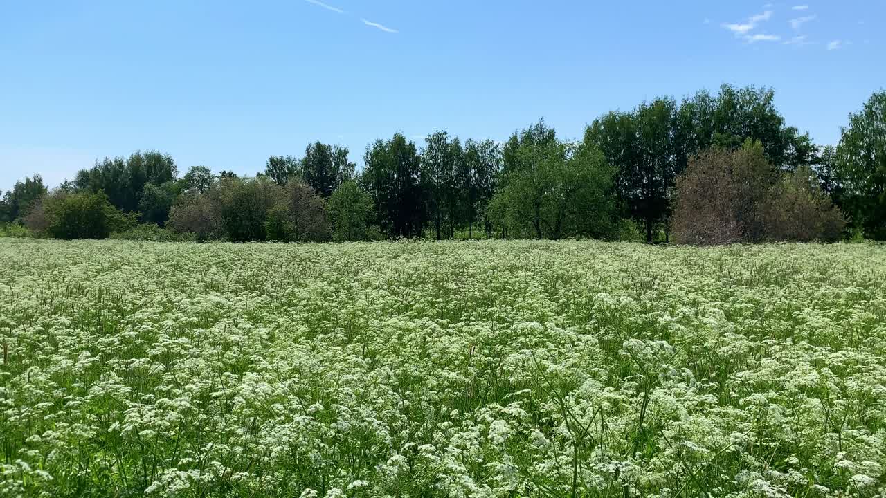 pradera de verano llena de perejil de vaca en flor meciéndose en el viento