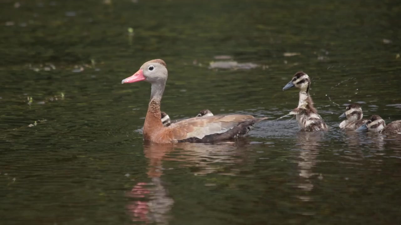 Filmato sereno di un'Anatra fischiatrice pancianera che scivola sull'acqua calma, seguita da anatroccoli soffici. Illuminazione naturale esterna, ampia inquadratura fluida, atmosfera pacifica di fauna selvatica rurale