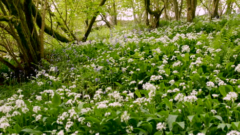 Escena-Primaveral-En-Un-Bosque-Inglés-Con-Helechos,-Ramsons-Y-Campanillas-Que-Cubren-El-Suelo,-Tiro-Inclinado