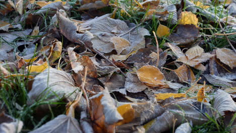 Blätter-Auf-Dem-Boden-Im-Winter-Mit-Frost-Bedeckt