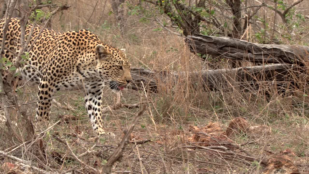 A wild African leopard casually moving through the bush