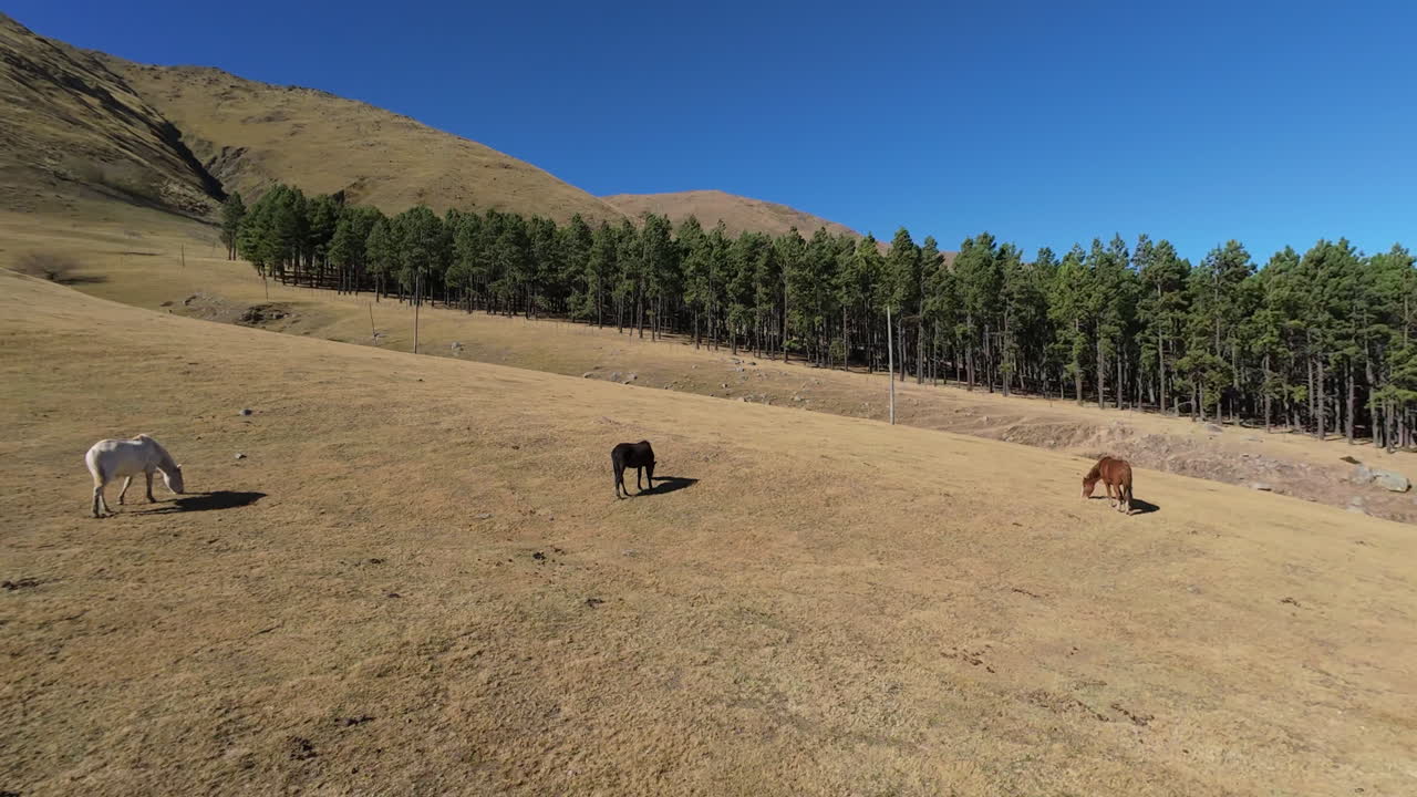 Herd of horses grazing on a grassy hill in Tafi del Valle Argentina, FPV Aerial