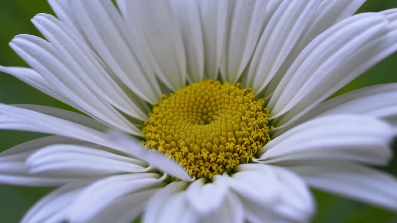 Close-up video of a daisy from a macro angle, highlighting the intricate details of the petals