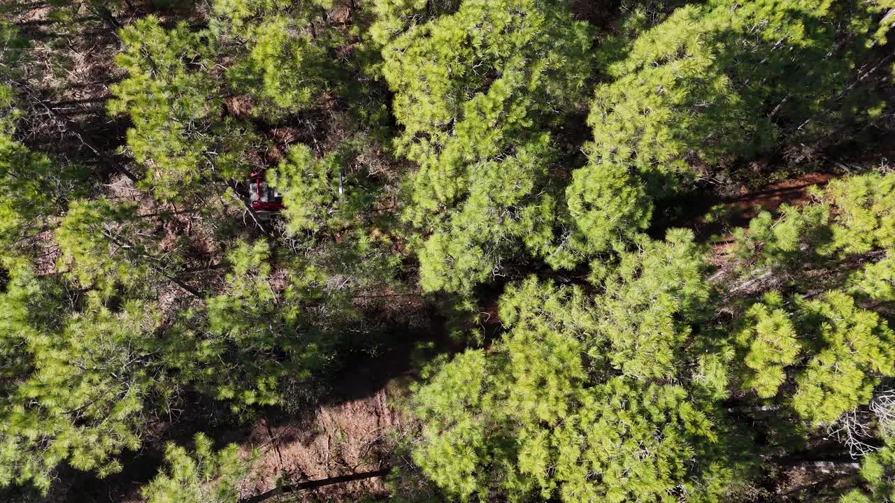 Skovrydning med en skovrydningsfræser monteret på en minilæsser i en fyrreskov i det østlige NC