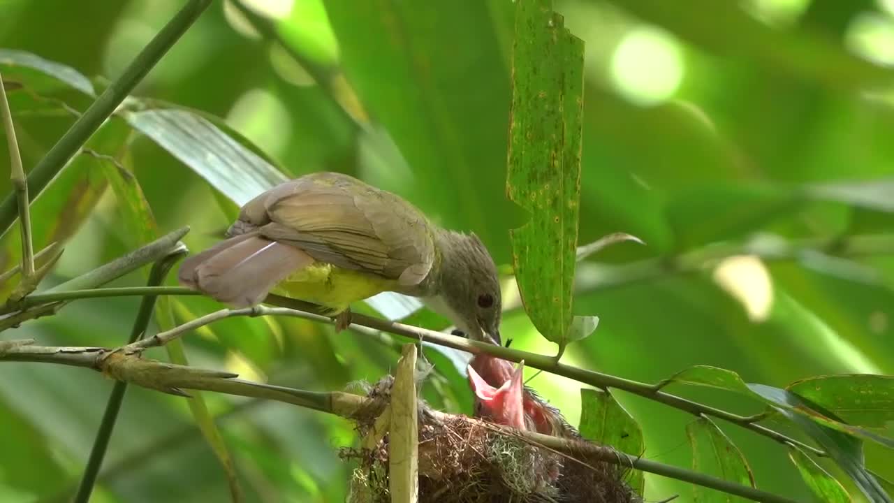 el bulbul de mejillas marrones está alimentando a sus cachorros