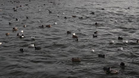 Many-ducks-and-pigeons-swimming