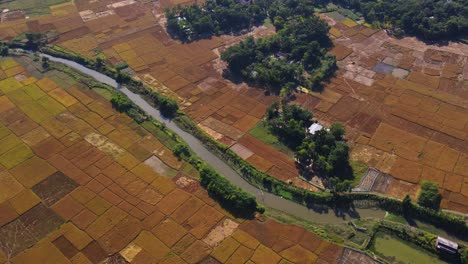 Descending-Aerial-Ripe-Crops-Paddy-Farmland-near-Small-River-During-Harvest-Season