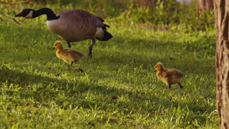 in slow motion, fluffy goslings enjoy land life—walking, eating, and playing.