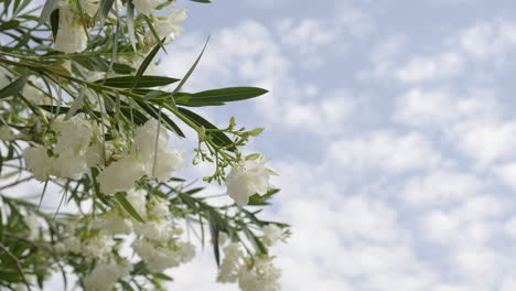 Flores-De-Adelfa-Blanca-Con-Hojas-Verdes,-Vista-Panorámica-De-Cerca