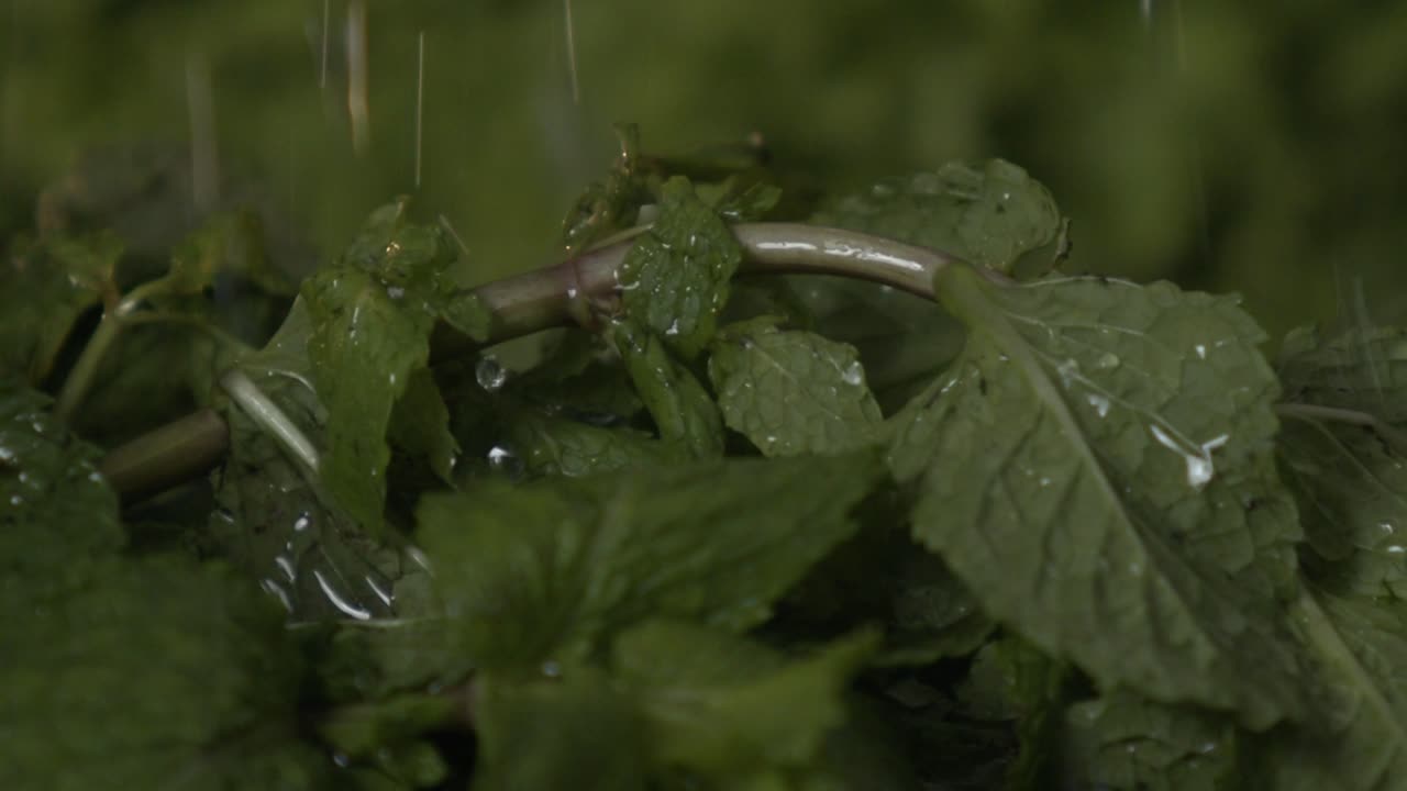 Washing Fresh Mint Leaves