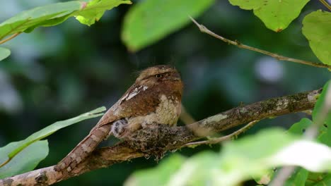 The-Javan-Frogmouth-or-Horsfield's-Frogmouth-is-found-in-Thailand-and-other-Asian-countries