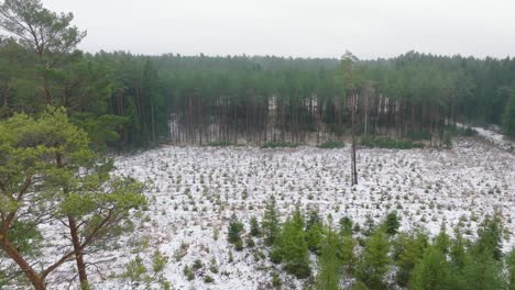 establecimiento de imágenes aéreas de árboles cubiertos de nieve ligera, bosque de pinos nórdicos, día de invierno nublado, neblina en aumento, nubes bajas en movimiento, tiro amplio de drones avanzando