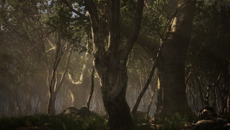 roots of a tree in a misty forest