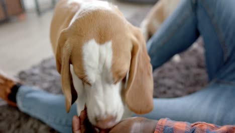 Midsection-of-african-american-man-sitting-on-floor-at-home,-playing-with-his-pet-dog,-slow-motion