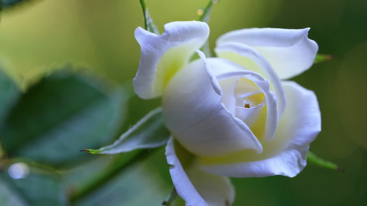 Delicate White Rose Bud with Dew Drops