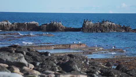 flocks of cormorants and seagulls are perched on the rocks near the shore