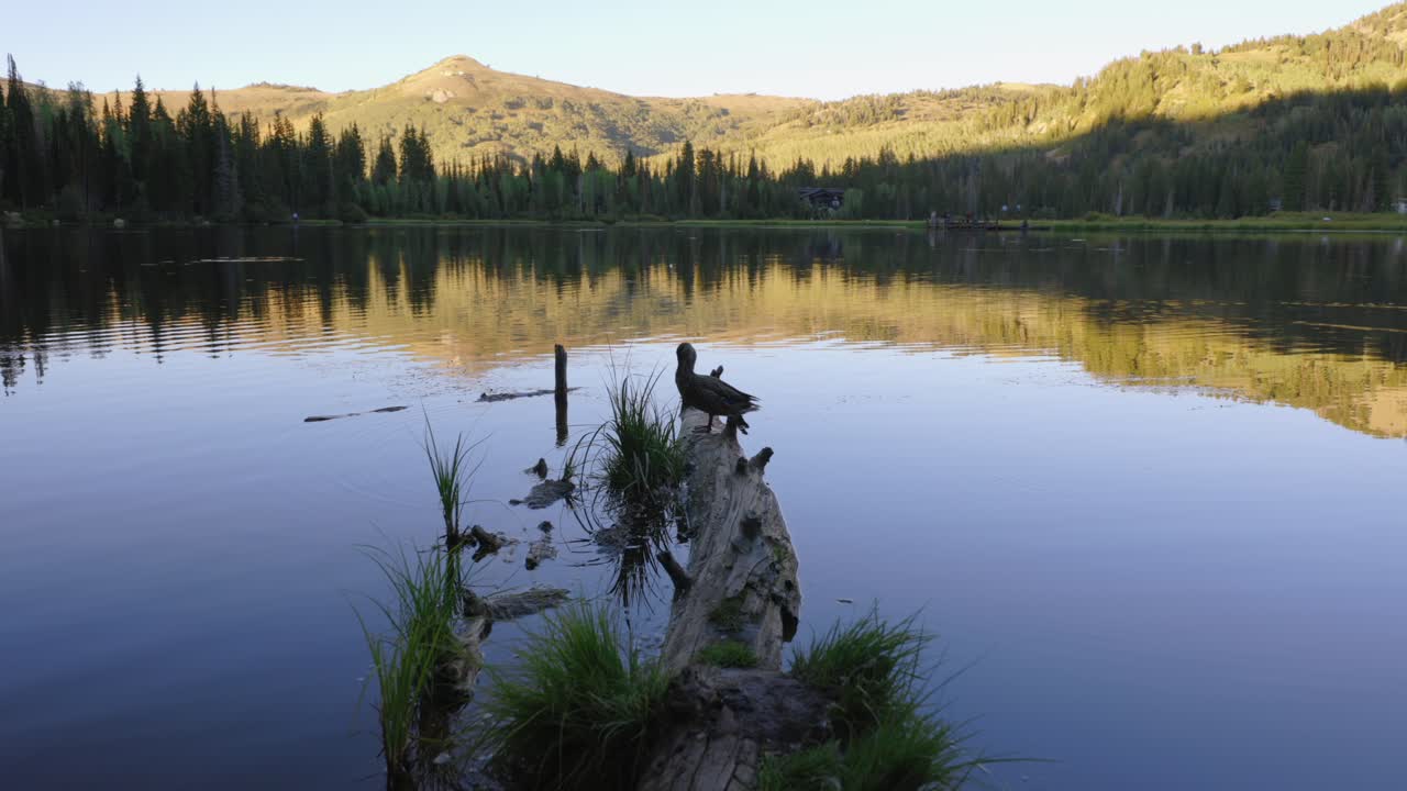 Still shot of a duck sitting on the end of a fallen log on the shores of silver lake, Utah