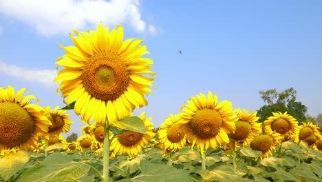 beautiful sunflowers background blue sky in farming