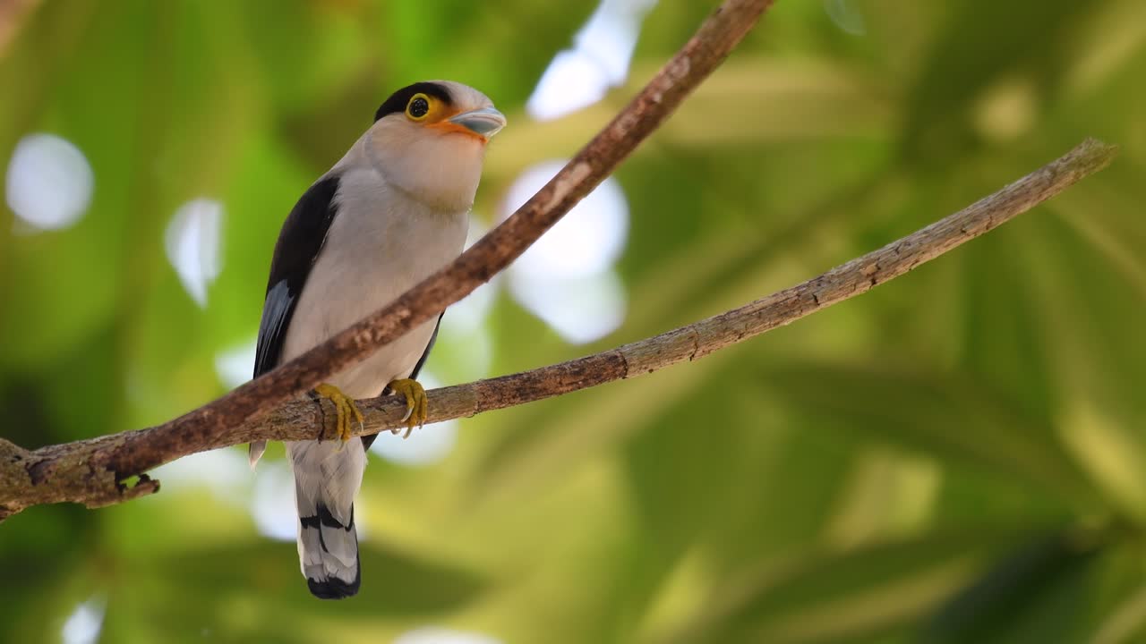 The Silver-breasted Broadbill is a famous bird in Thailand, both local and international