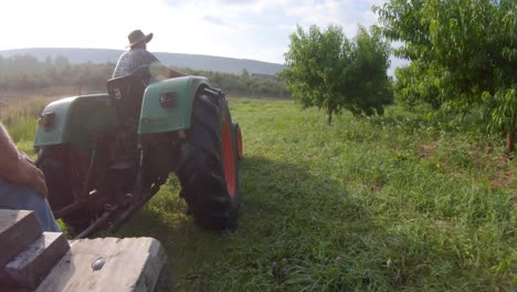 farmer driving a tractor through a peach orchard preparing to pick during the harvest