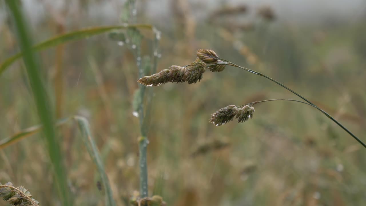 Static Sharp Focus On Grasses In los Paramos de el Pedregal, Mejía Canton, Province Of Pichincha, Ecuador.