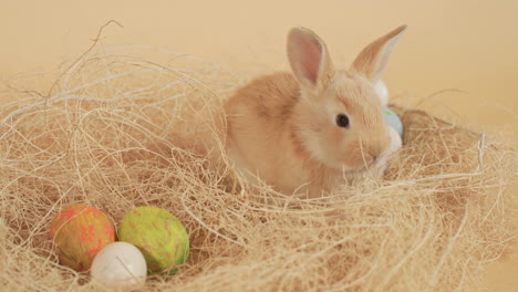 conejito de pascua de bebé esponjoso y entrometido acurrucado en un nido de paja con huevos - primer plano estático