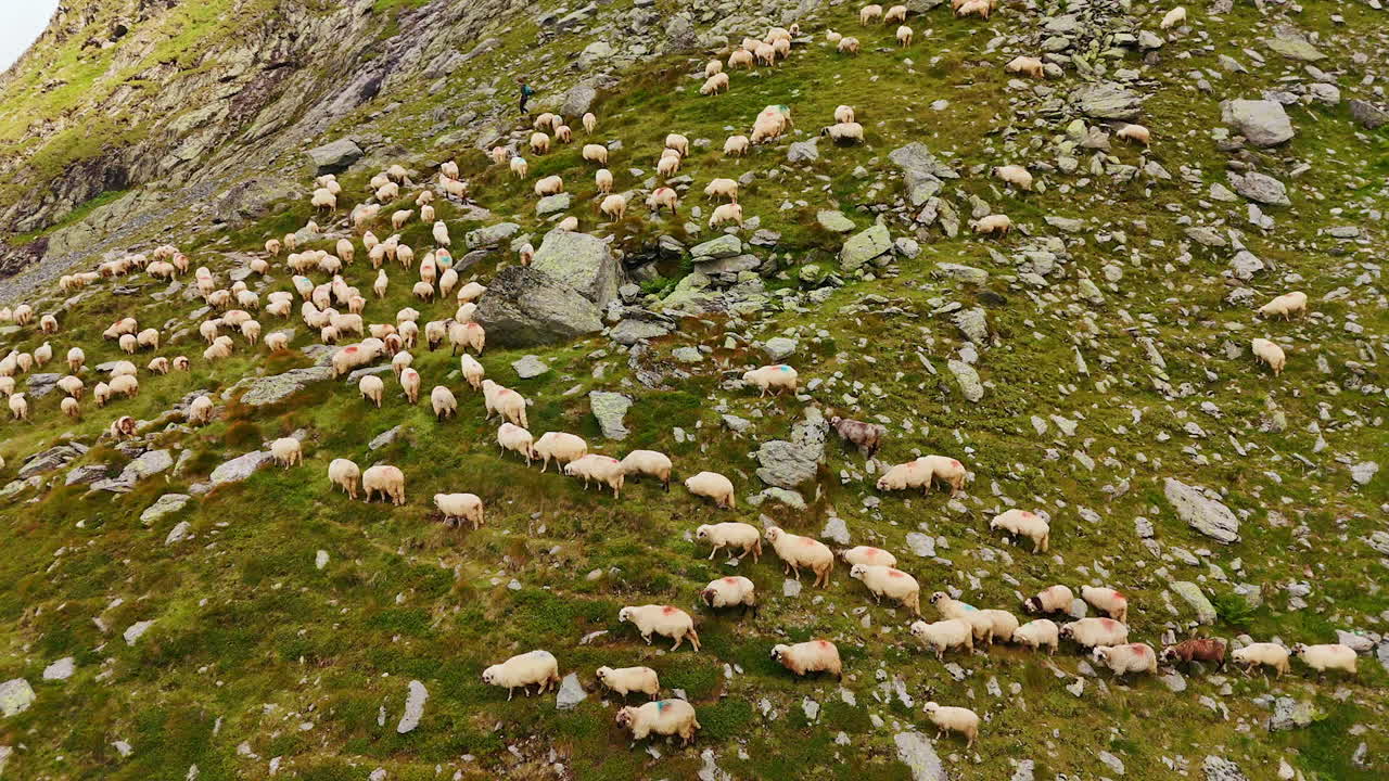 Gregge di pecore bianche che cammina lungo il pendio delle rocce. Vista aerea degli animali domestici al pascolo in montagna