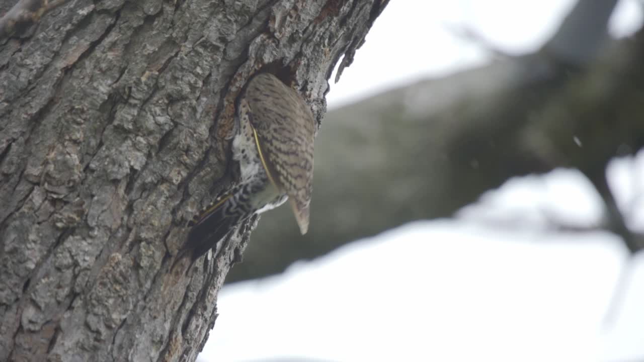 una especie de pájaro carpintero del norte entrando en una cavidad de nido de árbol