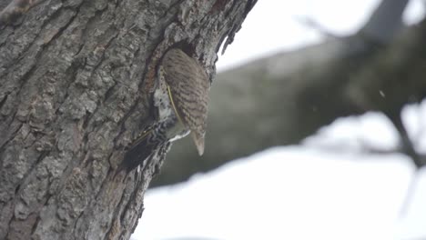 a northern pecker species of woodpecker bird entering a tree nest cavity