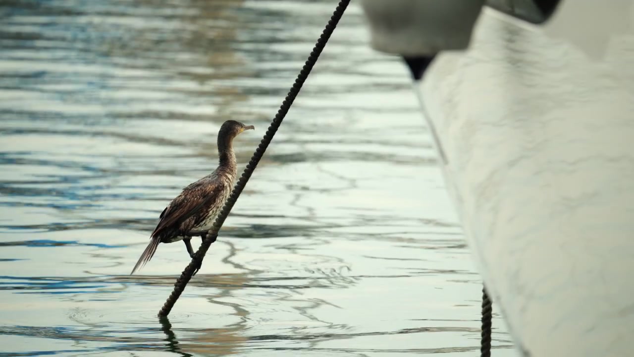 Cormorano in piedi su una cima d'ormeggio vicino allo scafo di una barca. L'uccello guarda l'acqua tranquilla del porto. Fauna selvatica in un porto turistico urbano.