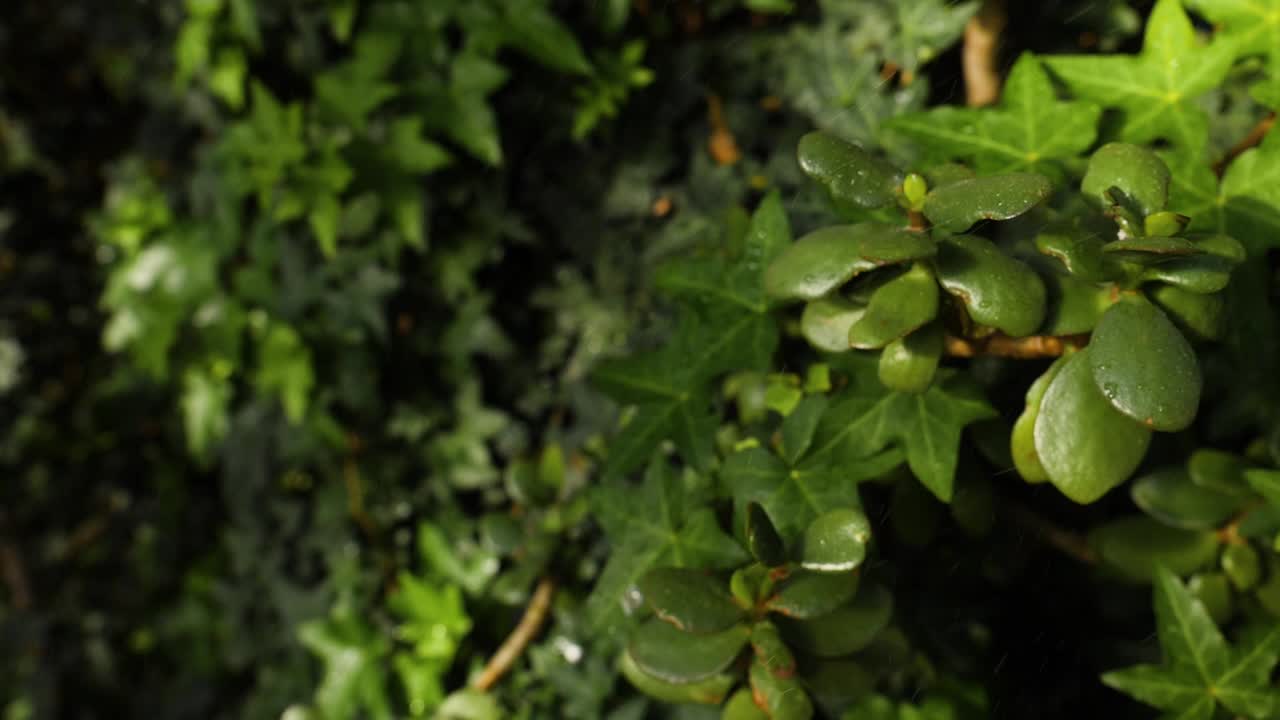 mezcla de planta de jade y hiedra