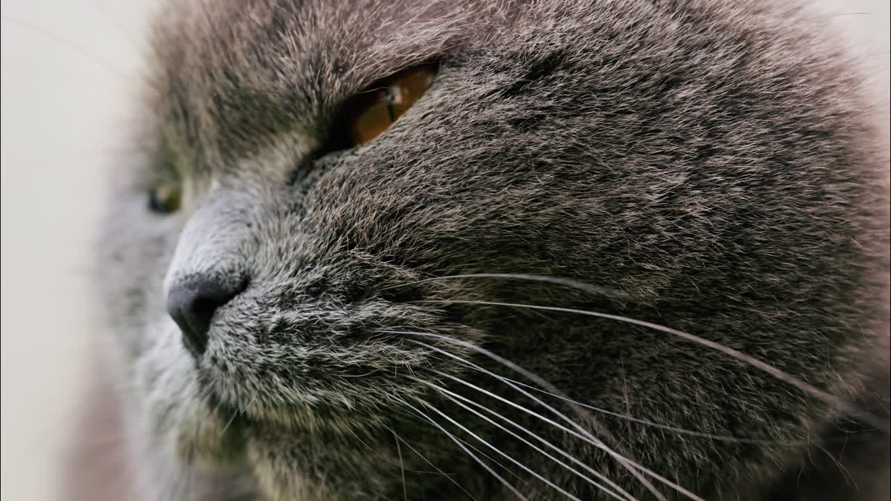 Close up of a Scottish Fold cat with orange eyes resting with a blurred background